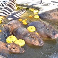 いい気持ち　カピバラゆず湯　冬至に館山・アロハガーデン