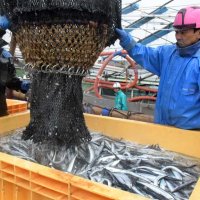 銚子「年間水揚げ量日本一」今年は厳しく　１２年連続達成も　釧路と４６２トン差、逆転困難　サバ減少響く