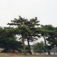 クロマツ＝２０１０年１２月２１日、富津市富津公園（川名興撮影）
