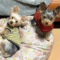 愛情伝わるふれあい　心を育む　堀田素愛　【わんこのわ】（４４）