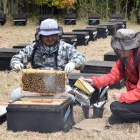 暖を求めミツバチお引っ越し　東北地方から南房総地域に続々　春に向け英気養う