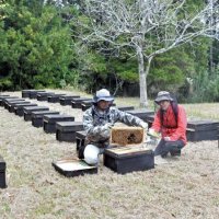 岩手県から運び込まれ、ずらりと並んだ蜂箱＝５日、南房総市