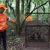影響力の大きさ実感　イノシシ取材現状伝える　報道部　増淵あかり　【新人記者駆ける】