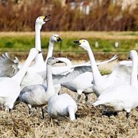 田んぼで餌を探すコハクチョウ＝１８日、いすみ市山田