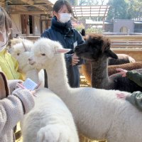 飼育員のサポートを受けながらアルパカとふれあう児童＝市川市