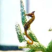 干支にちなんだ生物集合　イセエビなど３５点　鴨川シーワールド