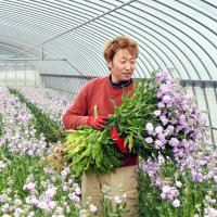 薄紫色のストックの品種「マリンカルテット」を収穫する栽培農家の鈴木さん＝２３日、館山市
