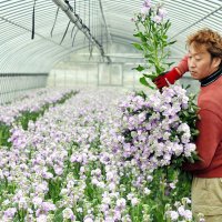 春へと続く「ストック」出荷　甘い香り、色も多様　特産地の館山・神戸地区