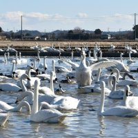 優雅、冬の使者　「白鳥の郷」の水田　印西