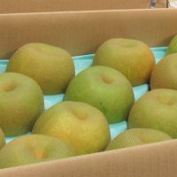 梨花粉「花摘み隊」ボランティア急募　産地の市川市、苦境の農家支援　中国の梨花粉輸入停止で人手不足