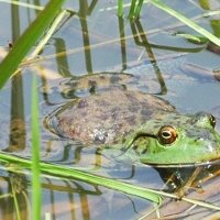ウシガエル　食用として米国から移入　成田篤彦　【房総の草木虫魚】（４１６）