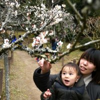 成田山公園に美しく咲いた梅の花を楽しそうに眺める親子＝１７日、成田市