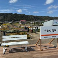次は～「千倉の花畑」　道の駅近くフォトスポット好評　千葉工大生がデザイン考案　南房総
