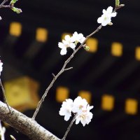 開花した社殿前のソメイヨシノ
