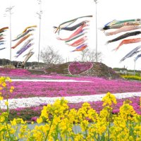 シバザクラ色鮮やかに魅了　菜の花、こいのぼりと共演　東庄ふれあいセンター