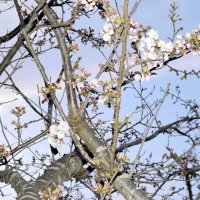 春本番を告げる桜、ソメイヨシノがようやく開花した＝１日、銚子市役所