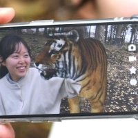 ＡＲによってスマホ画面に現れて記念撮影できるトラ
