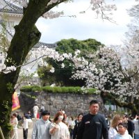 桜満開　亥鼻公園、春を満喫する人であふれる　千葉市