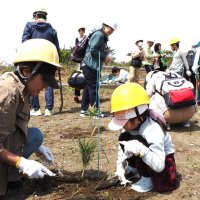 クロマツ５００本植樹　ニッセイ富津の森　８０人が汗
