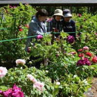 色とりどりに咲く華やかなボタンの花＝１９日、匝瑳市