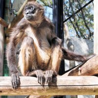 ジェフロイクモザルの「ライズ」４５歳で死ぬ　開園以来飼育のご長寿　千葉市動物公園で親しまれ