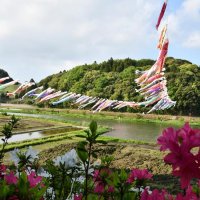 青空すいすい　こいのぼり　香取・橘ふれあい公園