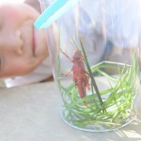 千葉市の５歳児が発見　真っ赤なバッタ捕まえた！　専門家「見たことない色」　【ちば特　千葉日報特報部】