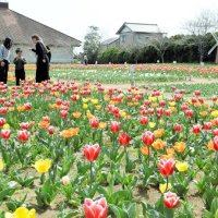 春彩る風物詩　色とりどりチューリップ続々開花　匝瑳で祭り開幕