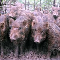 【速報】千葉市中央区でイノシシ目撃情報　体長１メートル、警察が注意呼び掛け