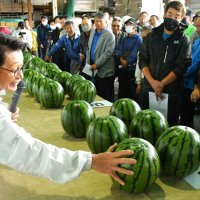 初夏感じる富里スイカ　甘み強く、香り際立ち　出荷始まる