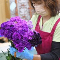 青い色素を持った色鮮やかなカーネーションをきれいにまとめていく作業員＝１日、芝山町
