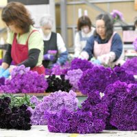 「青い」カーネーション、出荷ピーク　母の日に向け５０万本全国へ　成田空港近くの芝山で作業　「永遠の幸せ」象徴
