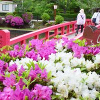 ＧＷ彩る鮮やかツツジ　茂原