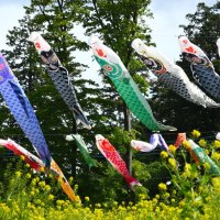 巨大こいのぼり競演　富里・末廣別邸公園　ＧＷ後半４連休スタート