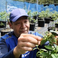 元教師の夢夏に“実り”　育てた作物を食べて笑顔になる人を見たい　農家転身、学習機会提供も　ブルーベリー園　印西で６月オープン