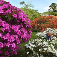 ツツジの花に囲まれて　東庄・雲井岬　田園見渡せるスポットも