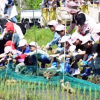水田にアイガモを放つ園児たち＝１０日、長生村