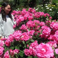色鮮やかな大輪のバラ＝市川市
