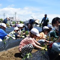 「おいしく育って」　園児ら８０人サツマイモ苗植え　匝瑳市・のさか花の広場