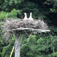コウノトリひな愛称付けて　野田市初の野外繁殖２羽　成育順調、６月にも巣立ち