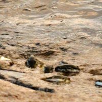 産卵のため防波堤の敷石にはい上がるクサフグ＝２５日、勝浦市の興津海岸