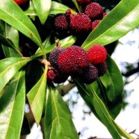 ヤマモモ　球状核果は紅紫色　川名興　【房総の草木虫魚】（４２２）