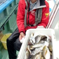 保田沖で釣り上げたイサキ（写真は「村井丸」提供）

