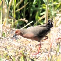 ヒクイナ　水生植物の茂みで生活　成田篤彦　【房総の草木虫魚】（４２３）