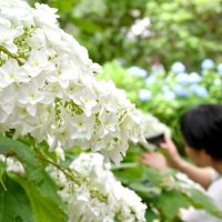 鮮やかに咲き誇る　成田・宗吾霊堂で「紫陽花まつり」　和楽器の演奏会や農産物の販売も