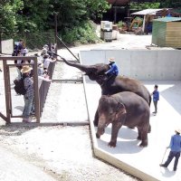 鼻を伸ばした結希にエサを与える来園者ら