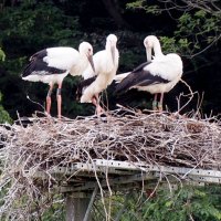 愛称は「たける」「だん」　野外繁殖のコウノトリ２羽　性別は雄、野田