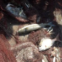 地引き網漁で捕獲された魚