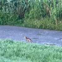 【動画あり】江戸川沿いにキツネ？　ランニング中に見かけ、動画撮影　専門家に正体を聞いた　【ちば特　千葉日報特報部】