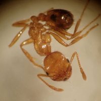 千葉港で毒アリ見つかる　アカカミアリ１０匹、県内４例目　刺されると激しい痛みや腫れ